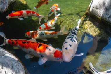 Koi Pond 'da. Gölde yüzen çok renkli koi balıkları. Temiz su, taşlar, güzel yansımalar ve süslü balıklar.