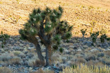 Çölde bir sabah. Yucca Brevifolia çiçek açmış. Ölüm Vadisi Ulusal Parkı 'nda Joshua ağaçları