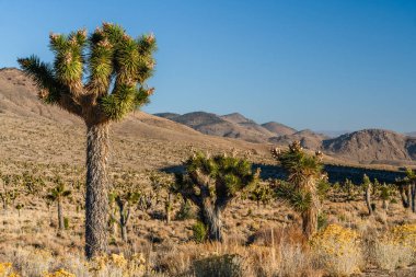 Joshua ağacı ve tohum kabukları. Çölde açan Yucca Brevifolia. Ölüm Vadisi Ulusal Parkı