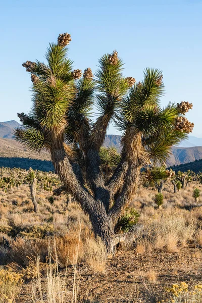 Joschua Baum Mit Samenschoten Yucca Brevifolia Blüht Der Wüste Death — Stockfoto