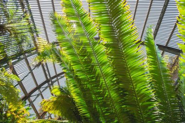 Tazmanya ağaçlarının eğreltiotu yaprakları çok yakın. Botanik bahçesinde güneşli bir gün