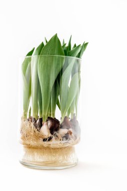 Cam vazodaki laleler. Suyun içinde büyüyen lale soğanları.