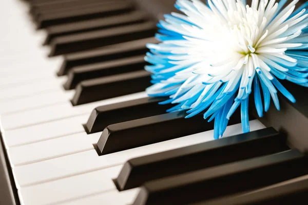 Klaviertastatur Und Schöne Chrysanthemenblume Aus Nächster Nähe — Stockfoto