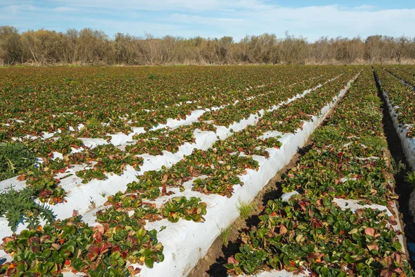 Strawberry field. Strawberry plants in a rows