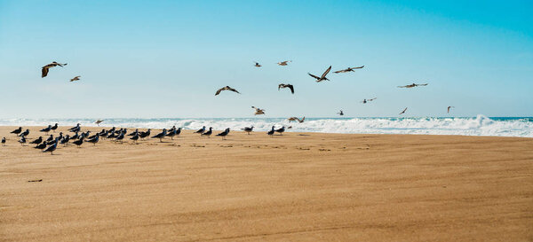 Flock of birds on the beach.