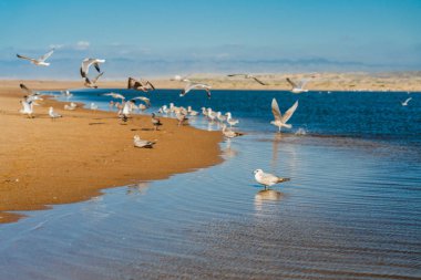 Flock of seagulls on the beach, California coastline, Guadalupe-Nipomo Dunes National Wildlife reserve