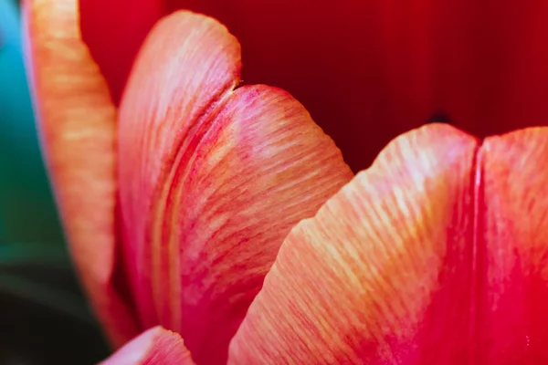 Red Tulip Full Frame Close Beautiful Flower Macro Photography — Stok fotoğraf