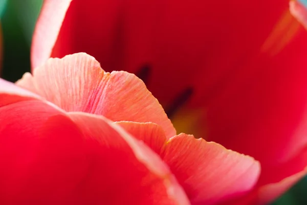 Red Tulip Full Frame Close Beautiful Flower Macro Photography — Stok fotoğraf
