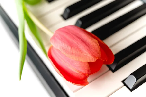 Rote Tulpe Großaufnahme Auf Einer Klaviertastatur — Stockfoto