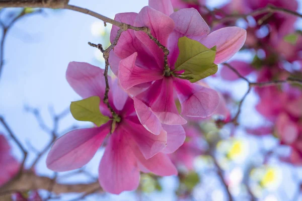 Květ Stromu Magnolia Krásná Růžová Magnólie Strom Květiny Jasné Modré — Stock fotografie