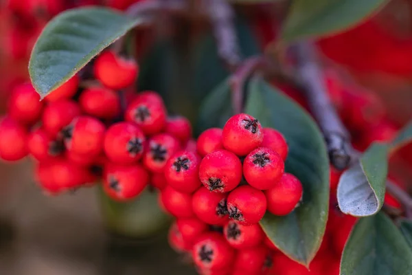 Растение Котоник Спелыми Красными Ягодами Рядом — стоковое фото