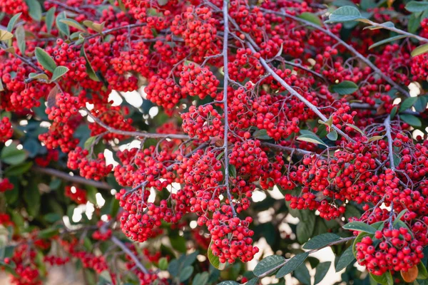 Растение Котоник Спелыми Красными Ягодами Рядом — стоковое фото