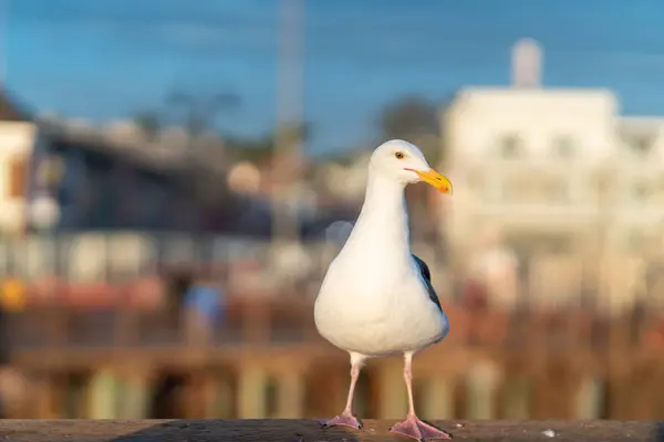 Gaviota Cerca Fondo Paisaje Urbano Borroso Suave —  Fotos de Stock