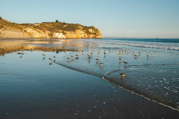 日没のビーチや鳥の群れ アビラビーチ カリフォルニア州の美しい中央海岸 — ストック写真