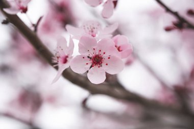 Japon kiraz ağacı çiçek açtı. Narin pembe çiçekleri olan bir ağaç dalı.