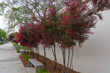 Manuka ağaçlarının sokağı. Leptosperum scoparium, Yeni Zelanda çay ağacı ve güzel pembe çiçekler.