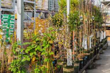Santa Maria, California/USA - February 22, 2020.  Garden center and floral market. Variety of flowers, trees, plants, different tipes of potting soil and organic fertilizers