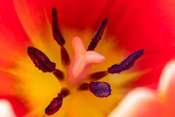 Kırmızı Lale Tam Kare Güzel Çiçekleri Makrofotoğrafçılığı Kapat — Stok fotoğraf