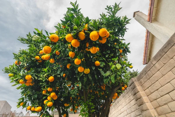 Naranjo Jardín Que Frutos Maduros Vista Desde Abajo —  Fotos de Stock