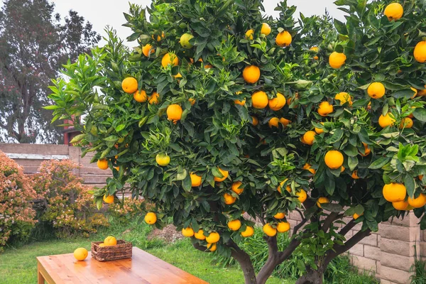 Naranjo Jardín Que Frutos Maduros —  Fotos de Stock