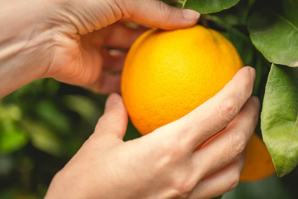 Orange fruit in a woman hands, close up in a garden. Gardening, harvest season concept