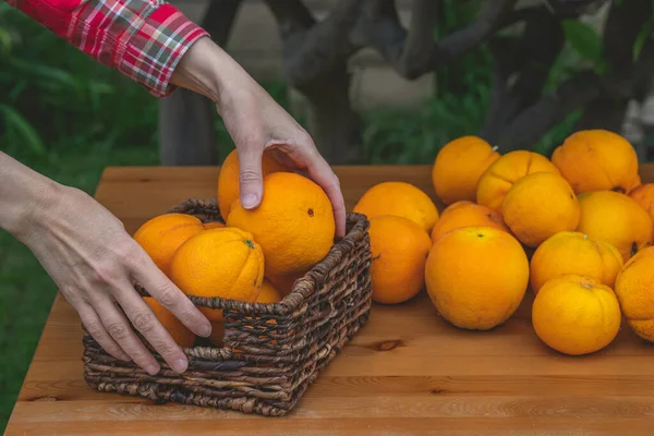 Basket of fresh ripe organic oranges close up in a garden. Woman puts oranges in a basket. Gardening, harvest season concept