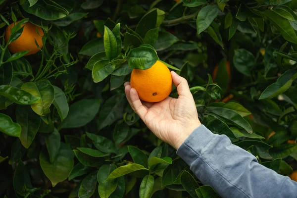 Orange fruit in a mans hand, close up in a garden.