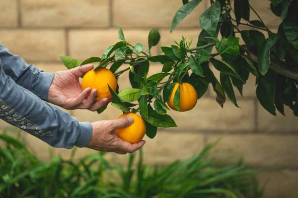 Branch of orange tree with ripe fruits. Orange fruits in a mans hand, close up in natural background