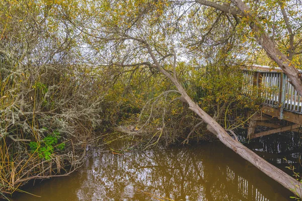 Lago Marshland Bosque Nativo Área Natural Del Lago Oso Flaco —  Fotos de Stock