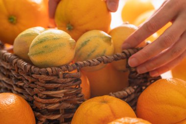 Taze taze organik portakallar ve limonlar sepete kapanıyor, kadın elleri, beyaz arka plan
