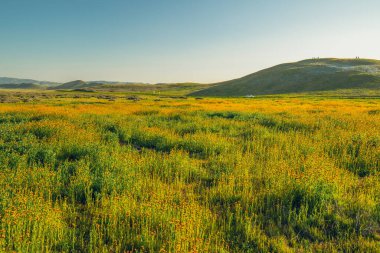 Yabani çiçekler tarlası. Bahar süper çiçek, California