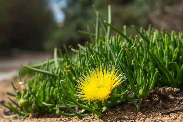 Succulent Flowers Sand Dunes Hardy Ice Plant Bloom California Springtime — Stock Photo, Image