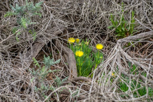 Wildflowers Bloom Hardy Ice Plant California Springtime — Stock Photo, Image