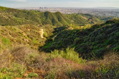 Griffith Park yürüyüş yolu ve Hollywood Hills 'ten Los Angeles şehir merkezinin muhteşem manzarası.