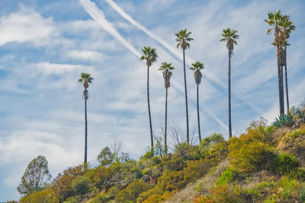 Kaliforniens Landskap Palmer Och Vacker Himmel Bakgrund Utsikt Från Hollywood — Stockfoto