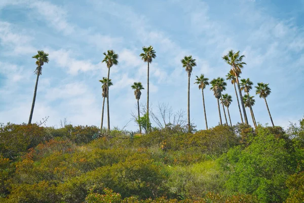 Kaliforniai Táj Pálmafák Gyönyörű Égi Háttér Kilátás Hollywood Hills Ből — Stock Fotó