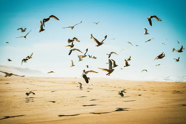 Flock of  flying birds on the beach.