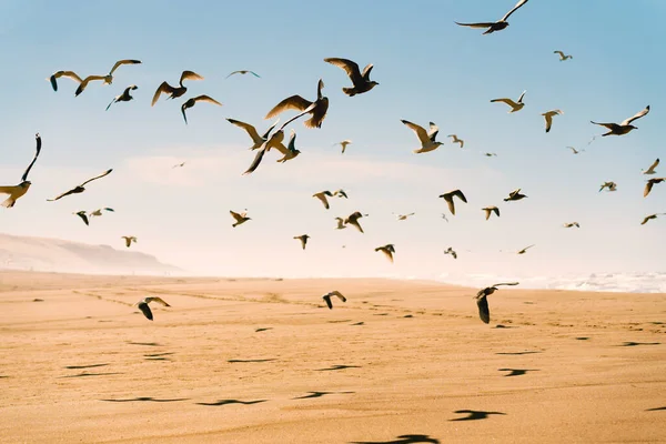 Стая Птиц Пляже Летающие Чайки Голубое Небо Фон — стоковое фото