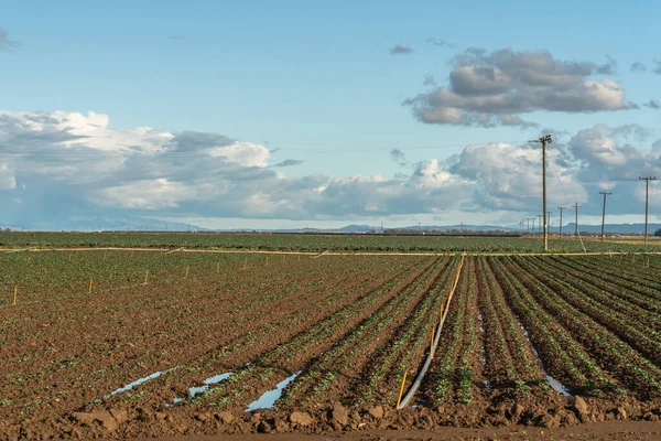 Landwirtschaftliches Feld Frühlingszeit Schöne Bewölkten Himmel Hintergrund — Stockfoto