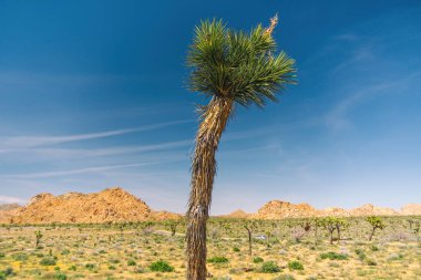 Çöl yürüyüşü. Joshua Tree Ulusal Parkı, Kaliforniya 'daki Joshua Tree