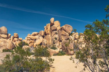 Joshua Tree Ulusal Parkı, Kaliforniya 'da kayalar ve ağaçlar