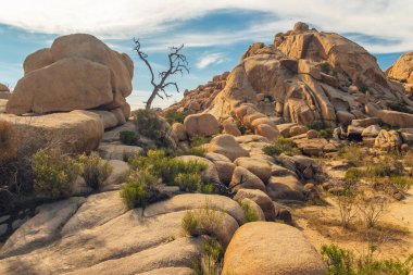 Joshua Tree Ulusal Parkı 'ndaki patika boyunca kayalar ve ağaçlar