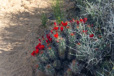 Kaktüs çölde çiçek açıyor. Joshua Tree Ulusal Parkı, Kaliforniya