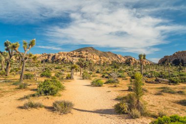 Çöl yürüyüşü. Joshua Tree Ulusal Parkı 'ndaki patika boyunca kayalar ve ağaçlar