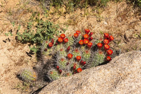 Kopiec Mojave Kaktus Kwitnący Wzdłuż Szlaku Parku Narodowym Joshua Tree — Zdjęcie stockowe