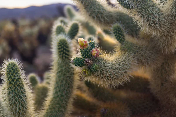 Cactus blooming in desert. Sunset in Joshua Tree National Park, California