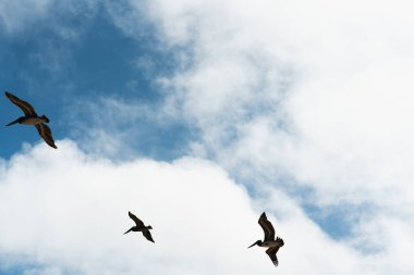 Uçan pelikanlar ve güzel bulutlu arka plan