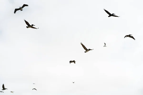 Silhuetas Pelicanos Voadores Contra Fundo Céu Brilhante — Fotografia de Stock