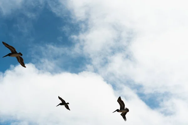 Літаючі Пелікани Красивий Фон Хмарного Неба — стокове фото