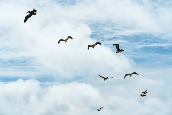 飞鹈鹕和美丽的云天背景 — 图库照片